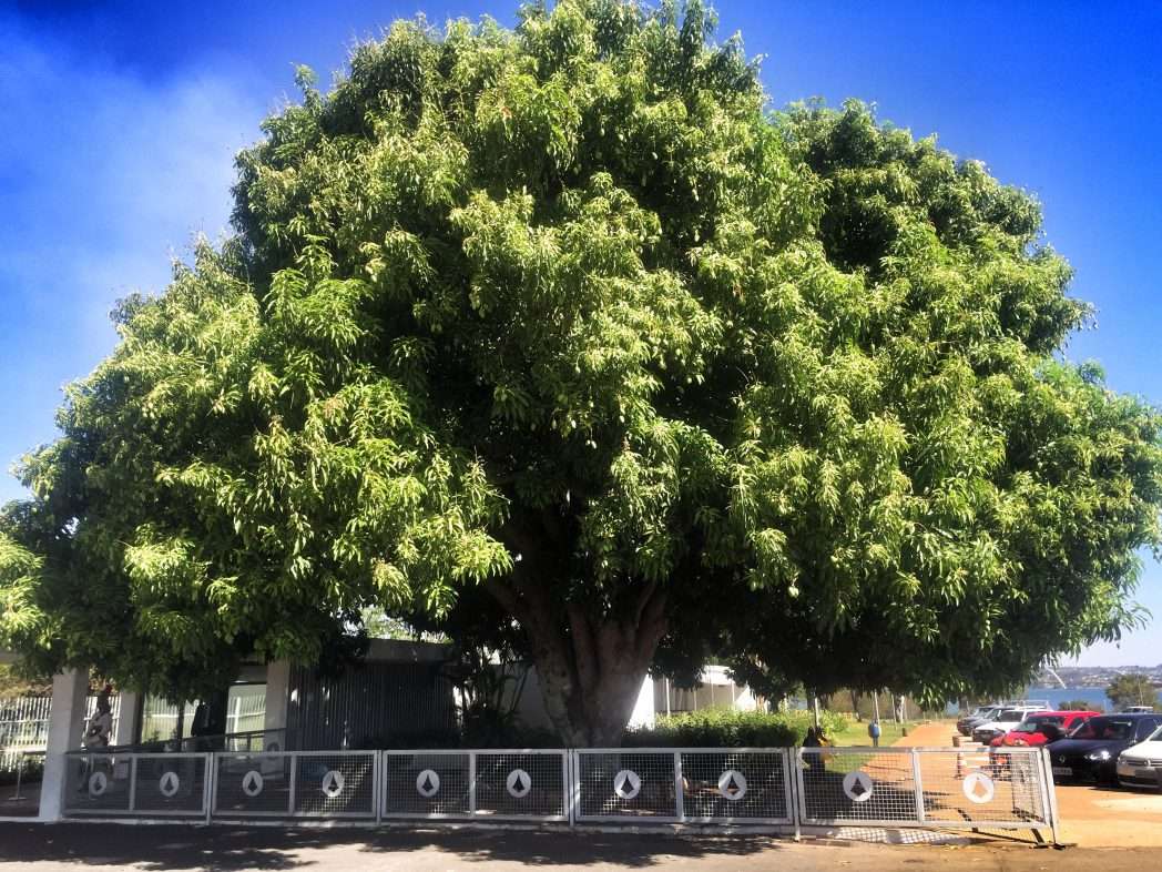 Mangobaum am Präsidentenpalast