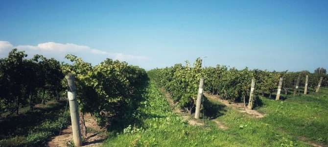Wein aus Kanada Wein aus Kanada