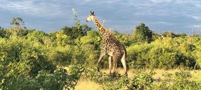 Safari im Chobe-Nationalpark Safari im Chobe-Nationalpark