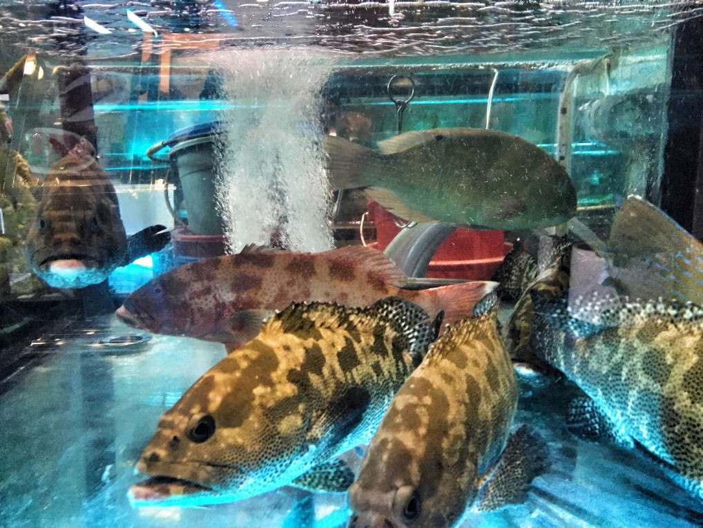 Lebende Fische in der Auslage
