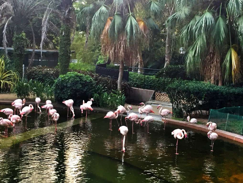 Flamingos im Kowloon Park