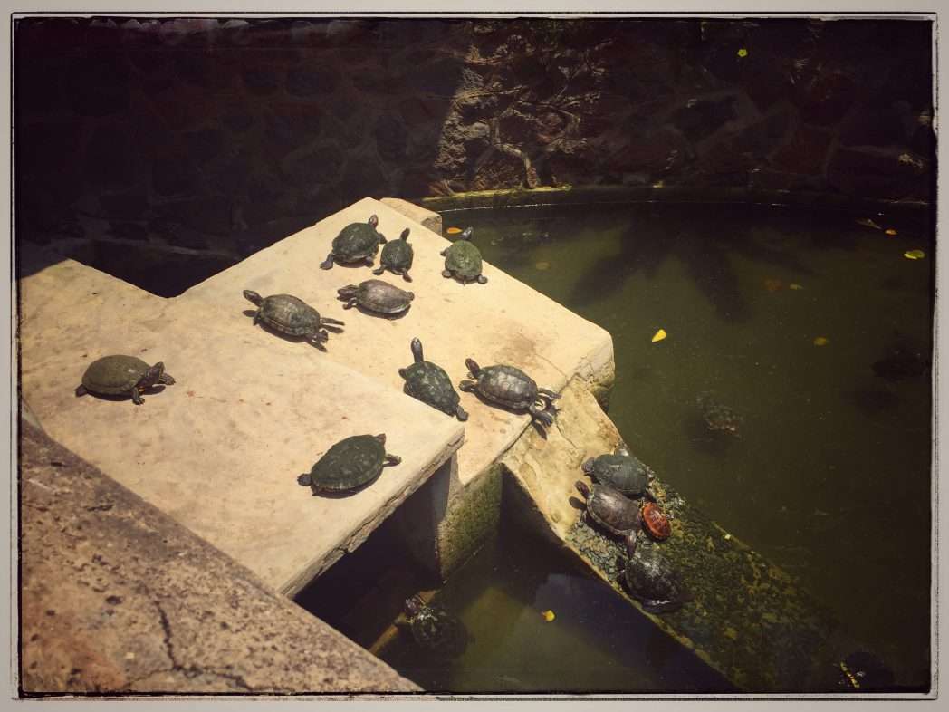 Becken mit Schildkröten im Hof des Tempels
