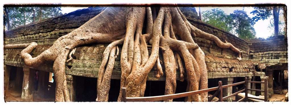 Baum wächst aus dem Tempel