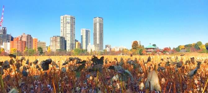 Ueno-Park und die Kirschblüten Ueno-Park und die Kirschblüten