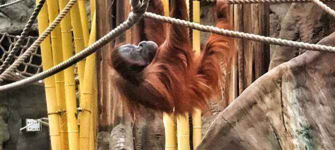 Der etwas andere Zoo: Die ZOOM-Erlebniswelt Der etwas andere Zoo: Die ZOOM-Erlebniswelt