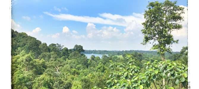 Tree Top Walk – Urwald in Singapur Tree Top Walk – Urwald in Singapur