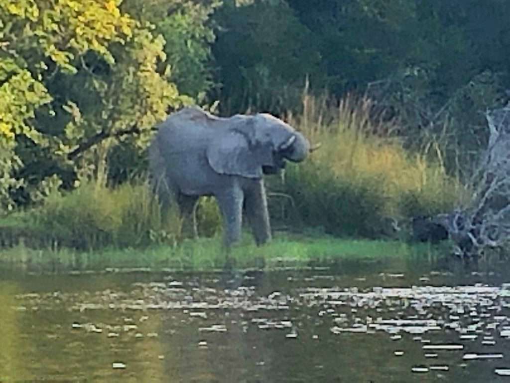 Elefant am Ufer des Sambesi-Flusses