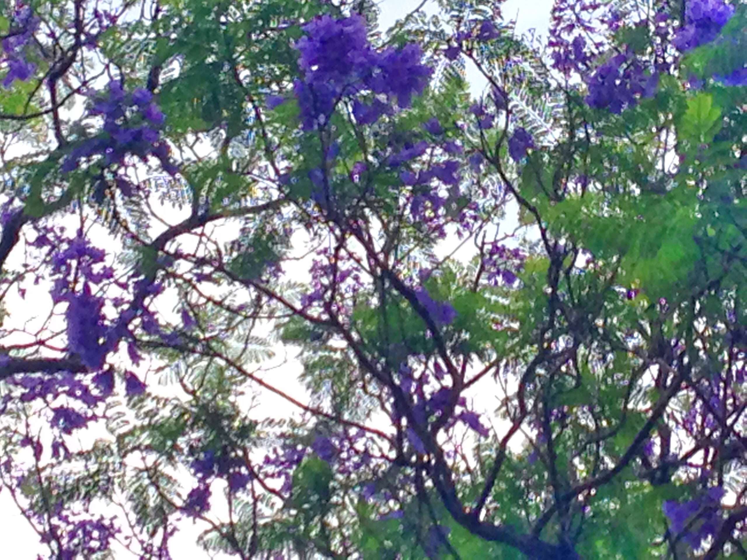 Die lila blühenden Jacaranda-Bäume Die lila blühenden Jacaranda-Bäume
